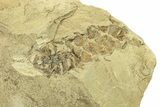 Pennsylvanian Fossil Seed Fern (Alethopteris) With Fossil Cone #264891-2